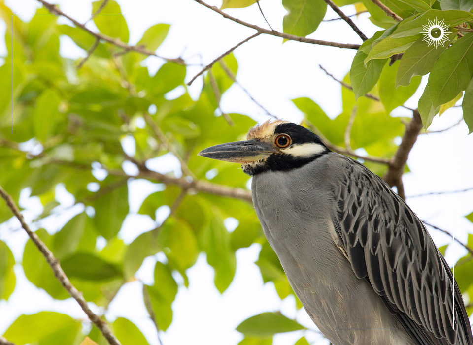 Tortuga Ldoge Costa Rica