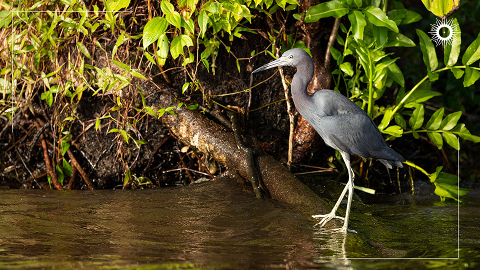 Böëna Costa Rica