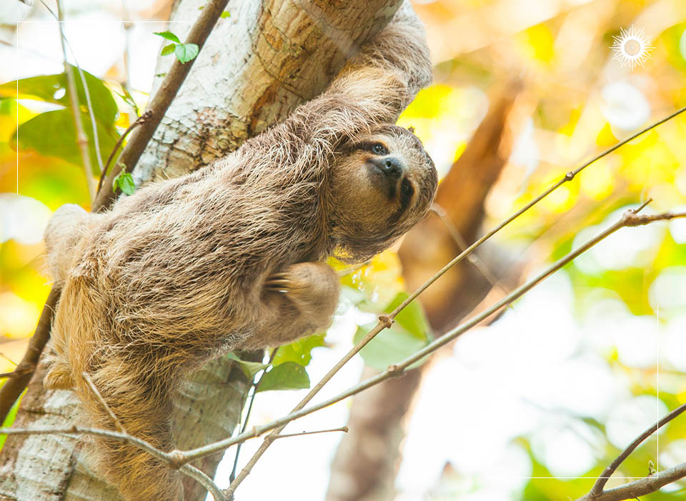 Böëna Costa Rica Packages