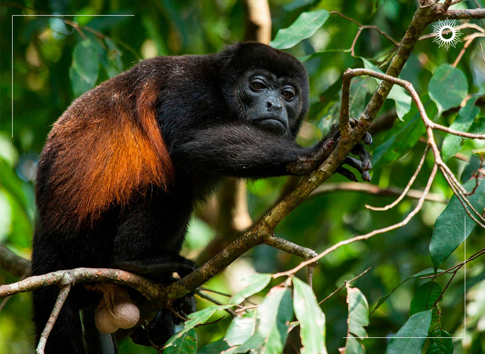 Böëna Costa Rica Packages