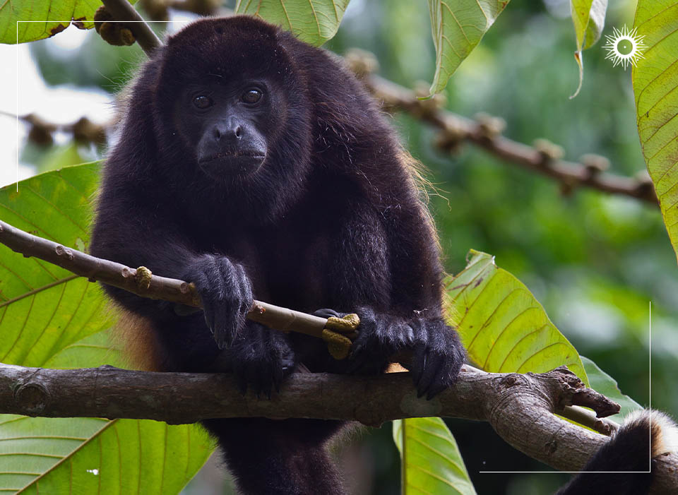 Böëna Costa Rica Packages