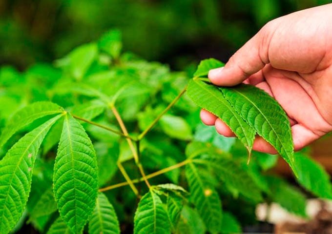 Lapa Rios Experiences