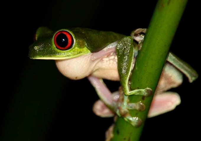 Lapa Rios Experiences