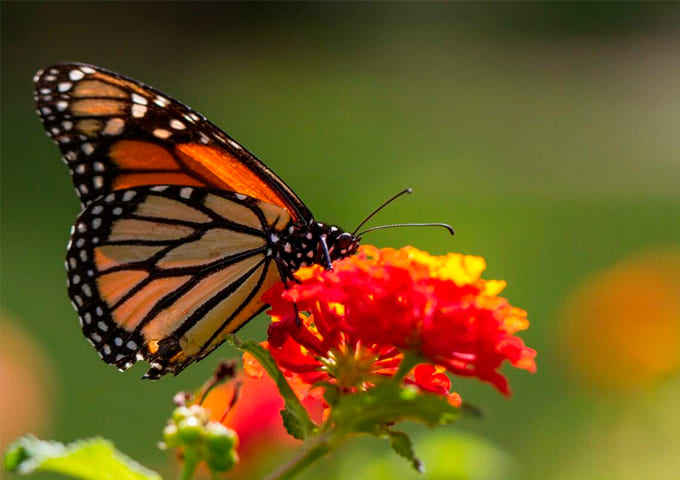 Monteverde Experiences