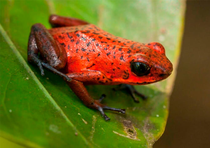 Monteverde Experiences