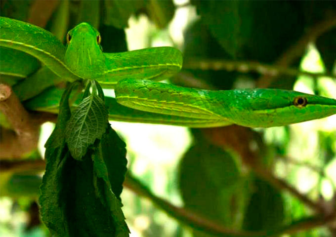 Monteverde Experiences