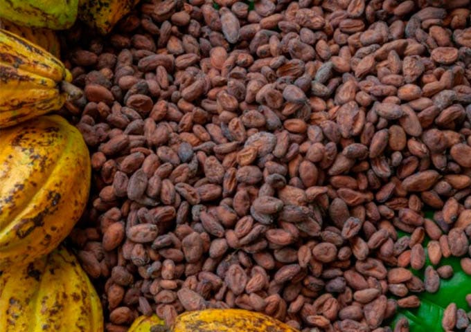 Monteverde Experiences