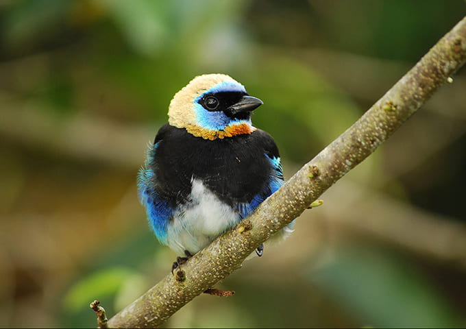 Pacuare Lodge Experiences