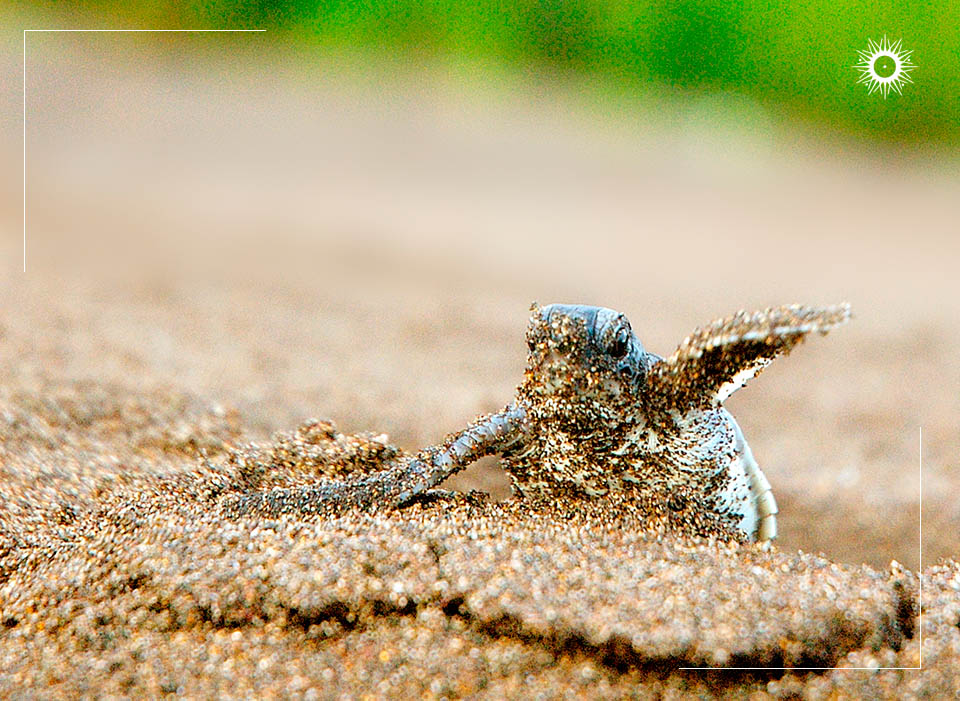 Tortuguero, Costa Rica