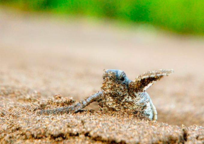 Tortuga Lodge Experiences