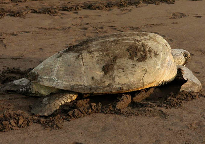 Tortuga Lodge Experiences